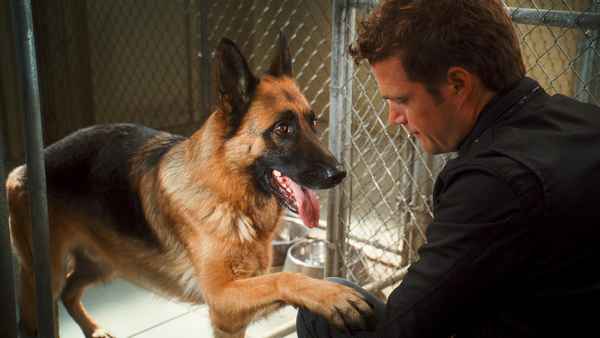 Фильмы про говорящих собак: список лучших