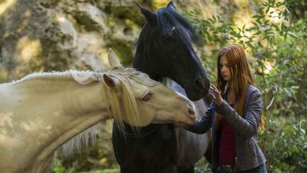 Фильмы про лошадей: список лучших фильмов про лошадей